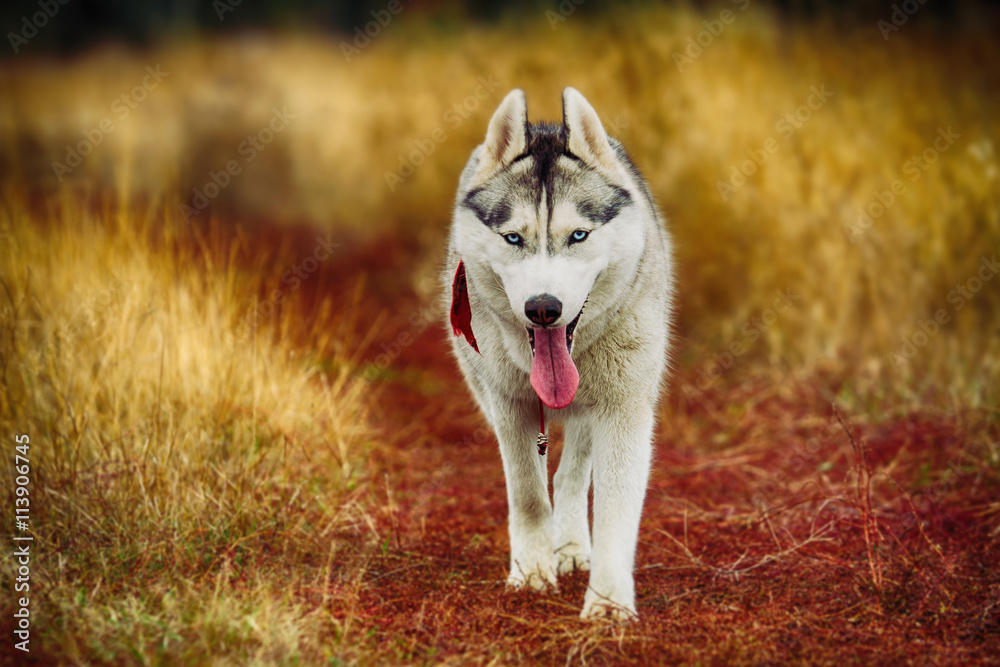 fun beautiful siberian husky dog of wolf or german shepherd puppy running in autumn field