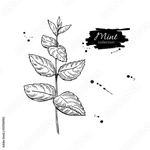 Mint vector drawing. Isolated mint plant with leaves. Herbal