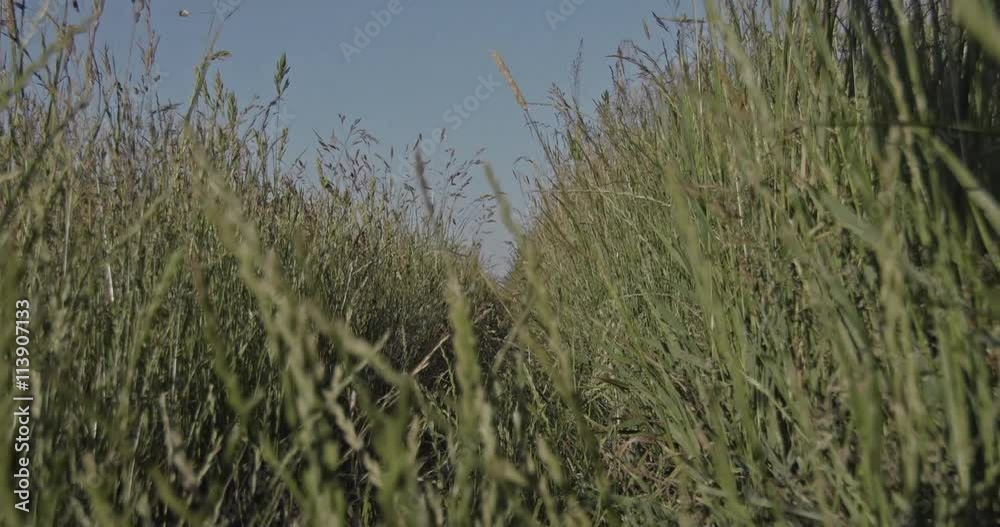 A path through a grassy herbal meadow at the countryside with high grass plants. A walkthrough captured in slow motion.
A path through a grassy herbal meadow at the countryside with high grass plants. A walkthrough captured in slow motion.