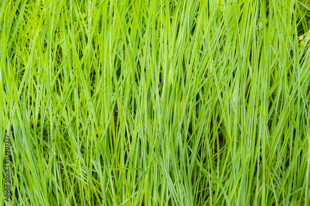 Ecology Nature abstract with green grass background Ecology Nature abstract with green grass background