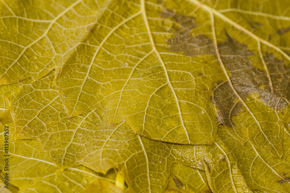Obraz premium Vine leaves for rolling turkish dolma