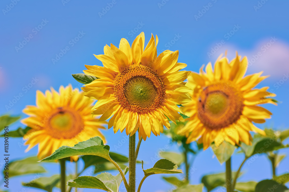 Blooming Sunflower