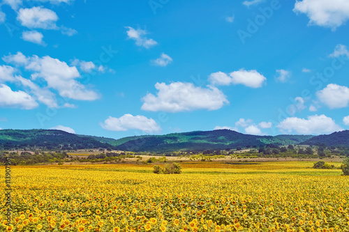 Field of Sunflowers