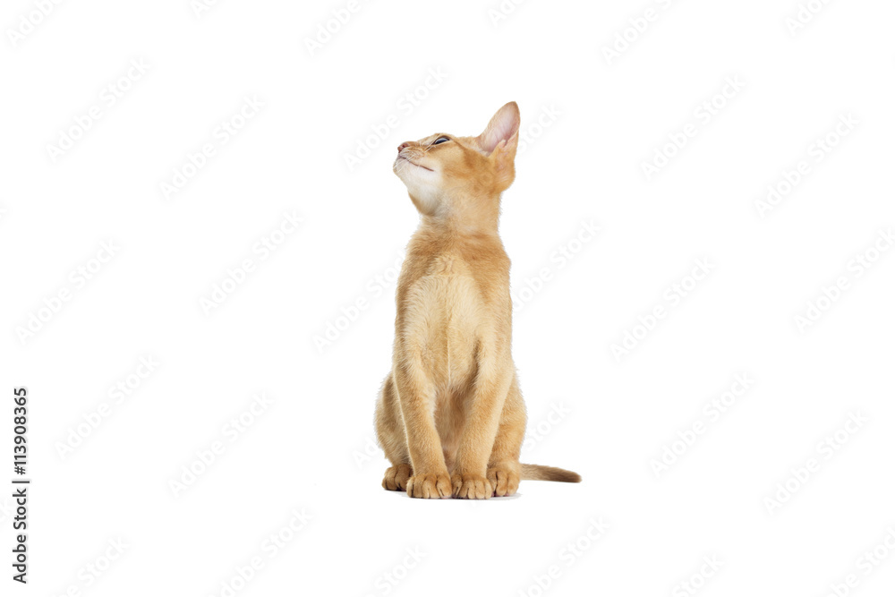 Abyssinian kitten looking Abyssinian kitten looking