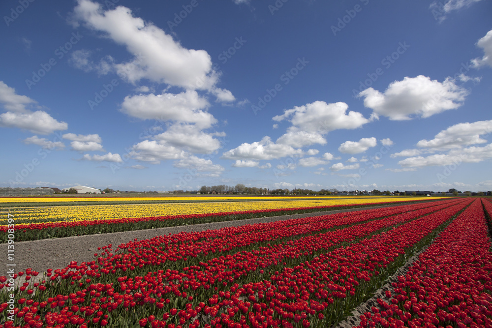 Red and yellow tulips in a row with a beautiful cloudy sky