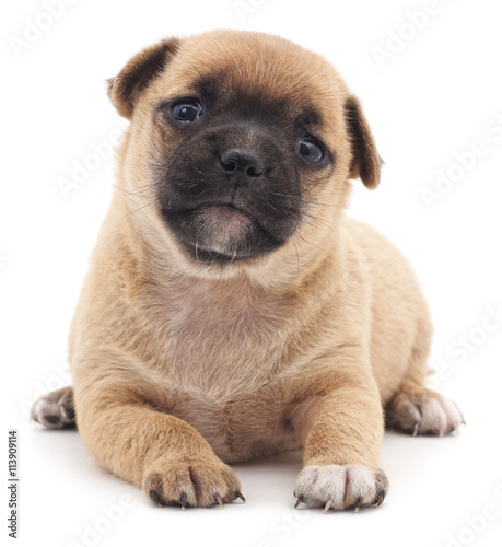 Brown puppy.