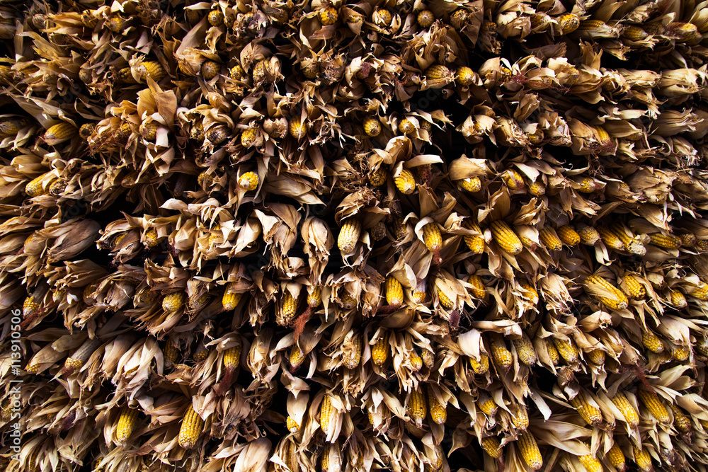 Ripe dried corn cobs hanging on top