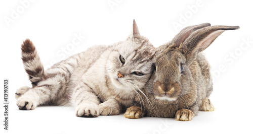 Сat and rabbit.