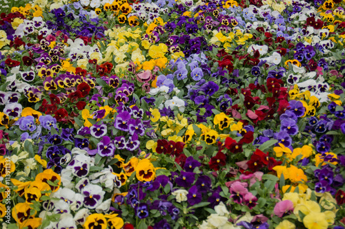 Colorful violets, flowers background © dtatiana