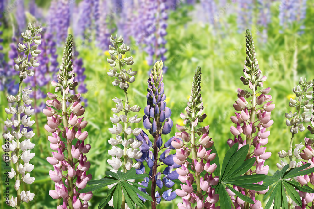 Delicate floral pattern. Lupines Delicate floral pattern. Lupines
