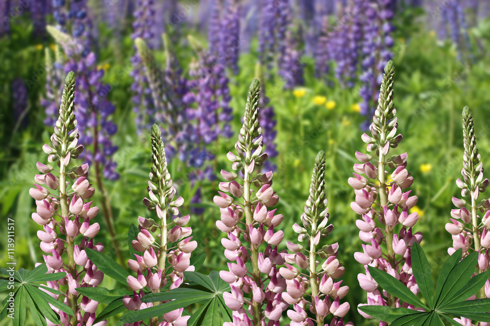 Delicate floral pattern. Lupines Delicate floral pattern. Lupines