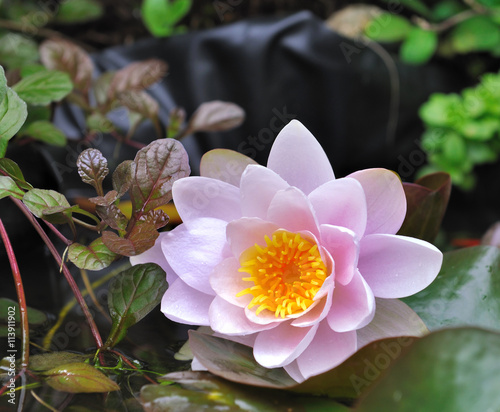 joli nénuphar rose dans un bassin
