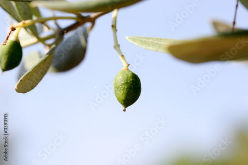 Eine einzelne Olive hängt an einem Olivenbaum