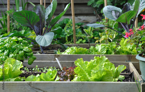 plants de légumes et salades dans potager