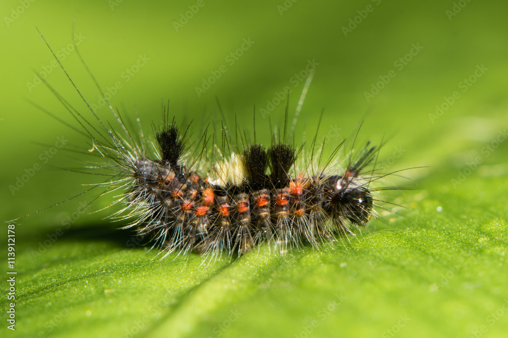 Fototapeta premium Vapourer moth (Orgyia antiqua) early instar caterpillar. A colourful and hairy larva in the family Erebidae, subfamily Lymantriinae