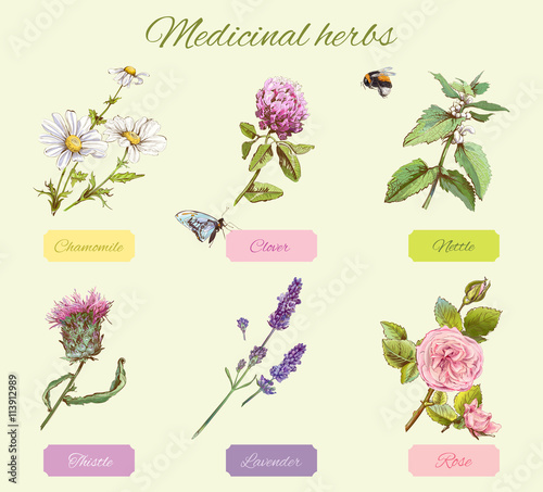 Medicinal herbs set