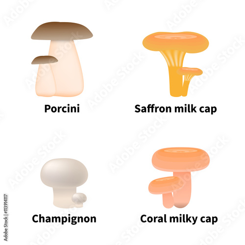 Vector illustration of edible mushrooms