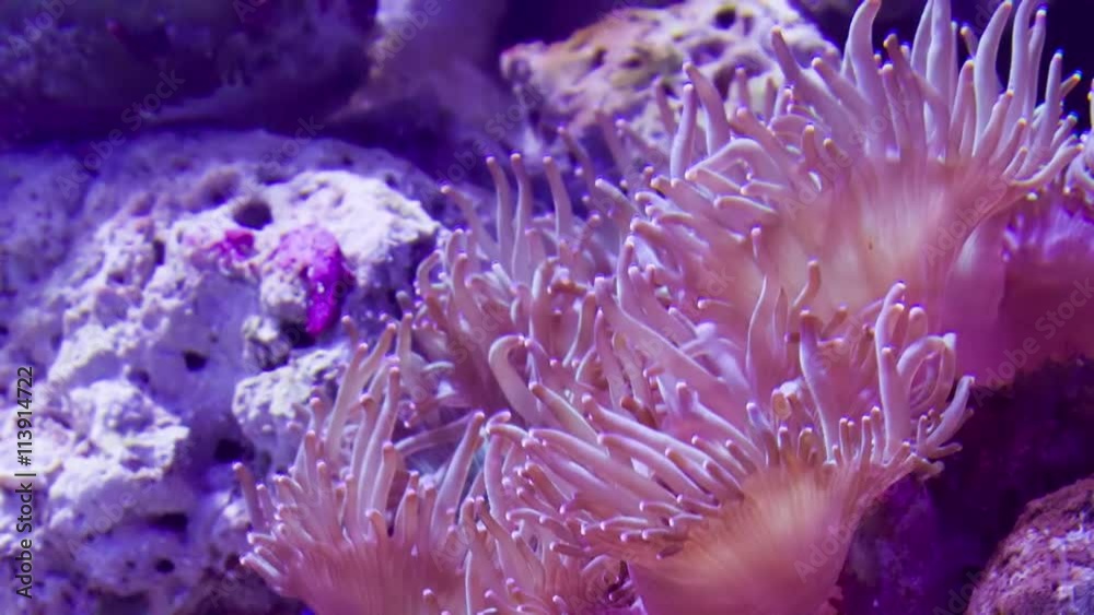 Moving soft pink coral underwater Moving soft pink coral underwater