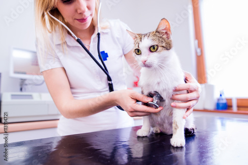 Veterinarian with stethoscope examining cat with sore stomach.