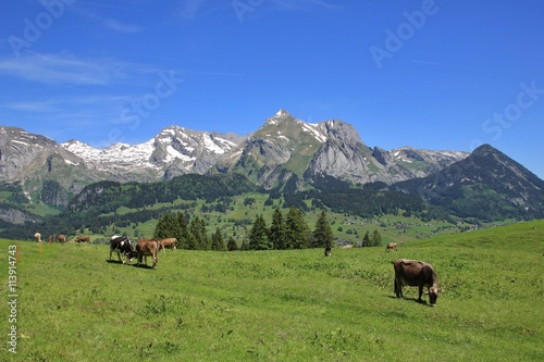 Grazing cows and Alpstein range