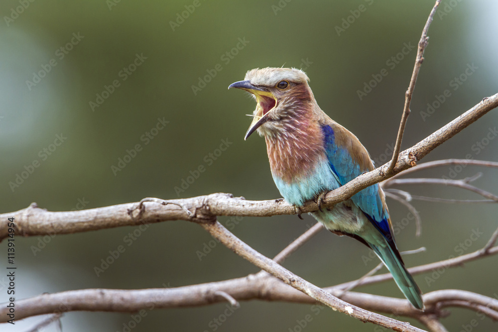 Fototapeta premium Rufous-crowned Roller in Kruger National park, South Africa
