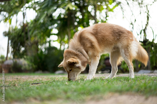 Siberian husky dog walking © pixafoto