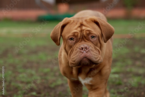 dogue de bordeaux close up details of face