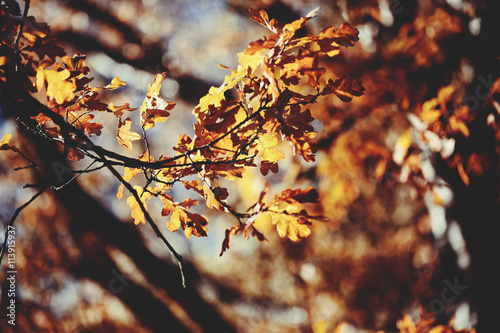 Oak branches with faded leaves