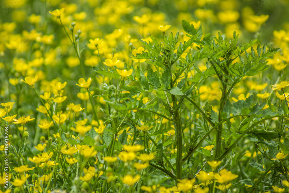 Fototapeta premium Kriechender Hahnenfuß