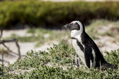 African penguin, South Africa