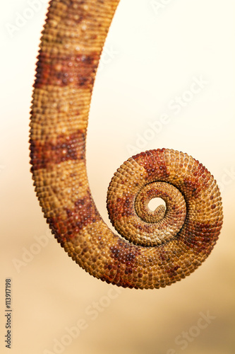 Close up image of a beautiful Chameleon's tail in Madagascar