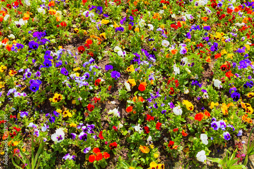 Obraz na płótnie HDR IMAGE flowers w salonie