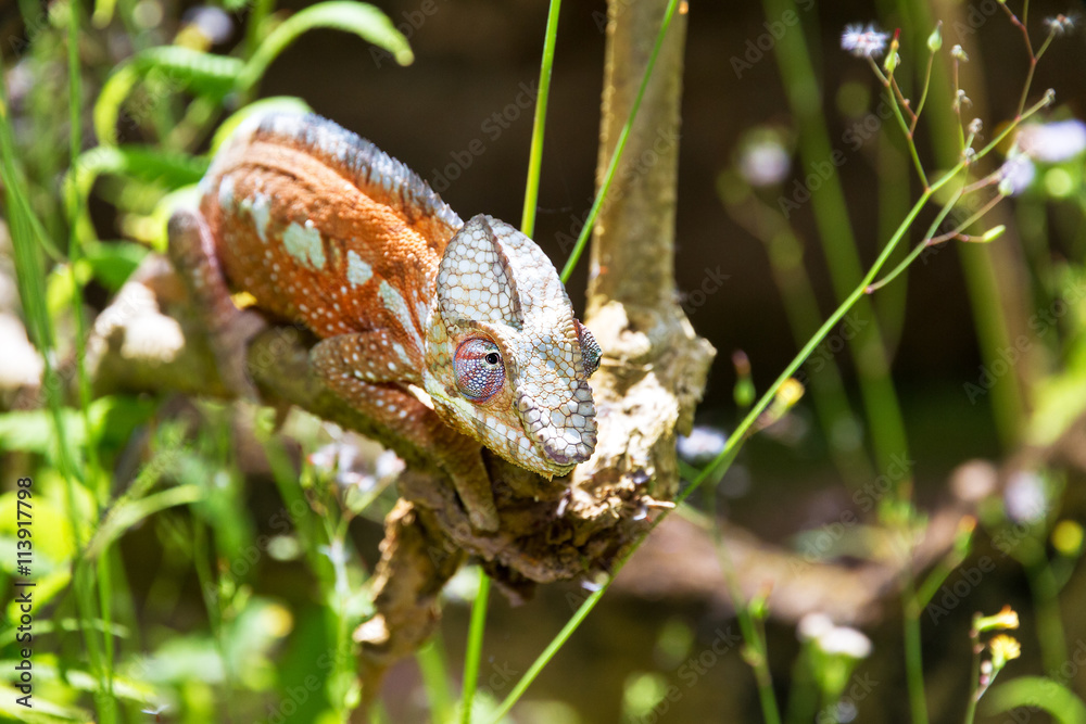 Fototapeta premium Beautiful camouflaged chameleon in Madagascar, presumably the panther chameleon (Furcifer pardalis) 