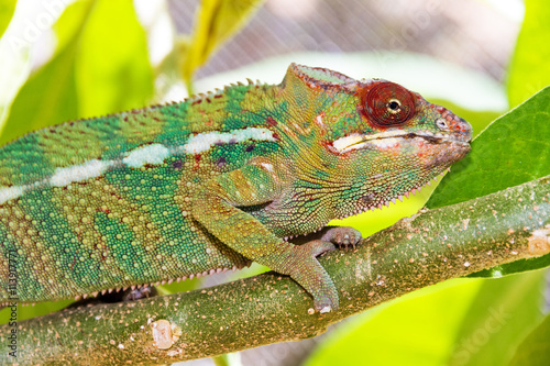 Beautiful camouflaged chameleon in Madagascar  presumably the panther chameleon  Furcifer pardalis  