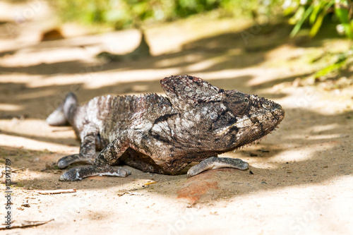 Beautiful camouflaged chameleon in Madagascar, presumably the Oustalets or Malagasy giant chameleon (Furcifer oustaleti) photo