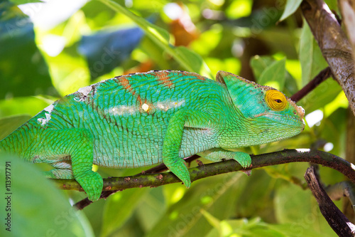 Beautiful camouflaged chameleon in Madagascar  presumably the Parsons chameleon  Calumma parsonii  