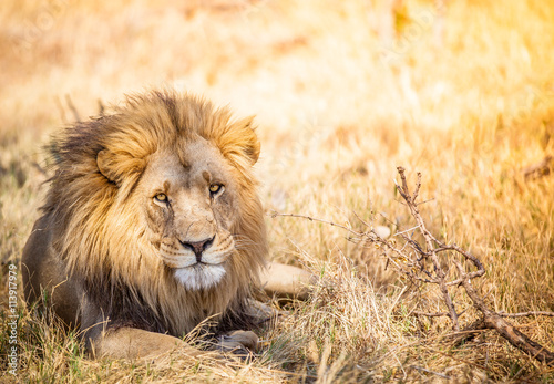 Large lion in Botswana savannah