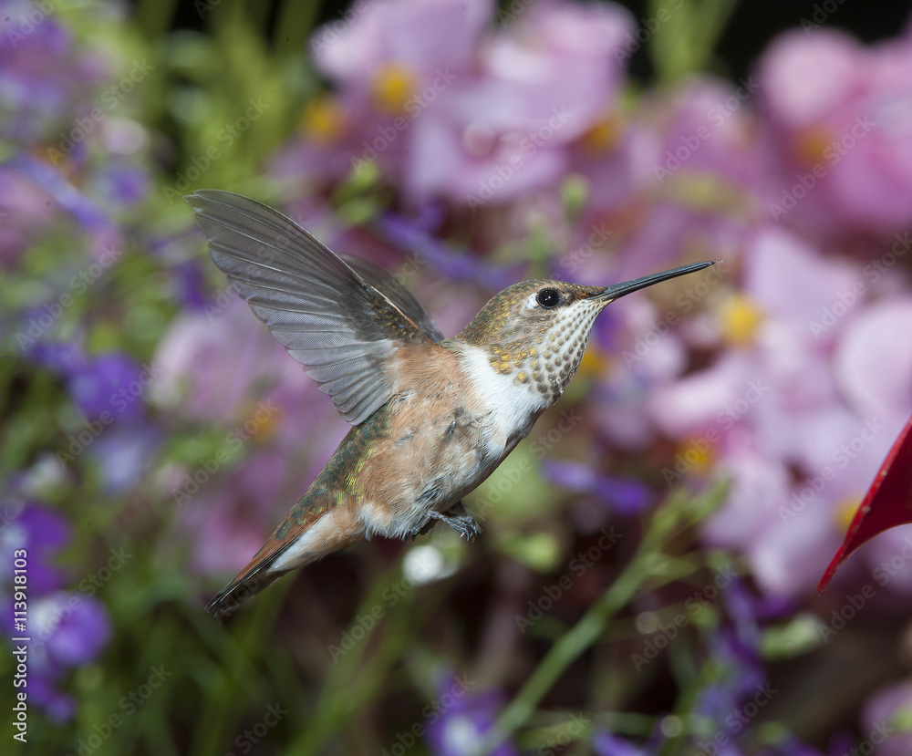 Fototapeta premium Female Rufous Hummingbird (Selasphorus rufus)
