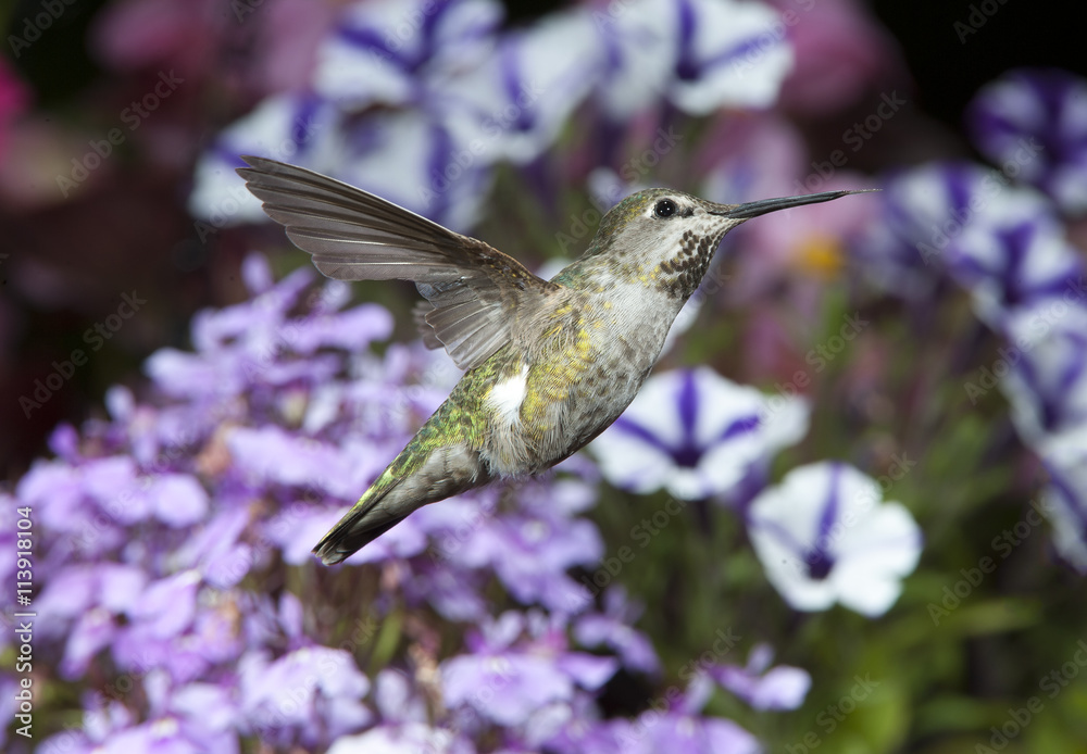 Fototapeta premium Female Anna's Hummingbird (Calypte anna) in flight