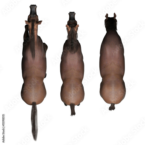 Fototapeta Naklejka Na Ścianę i Meble -  3D rendering horses. top view