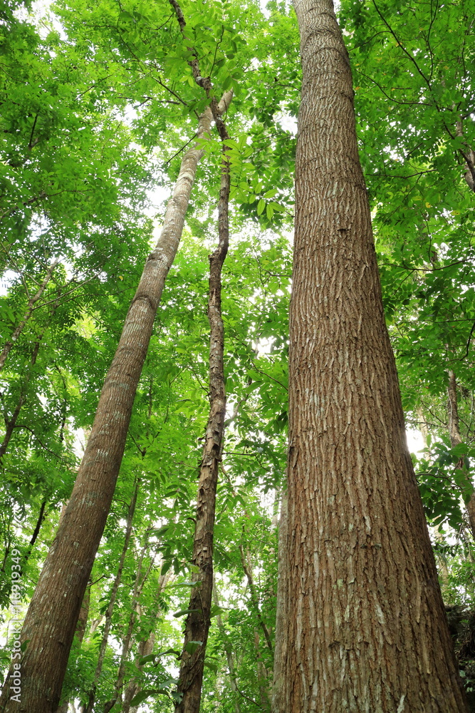 Fototapeta premium Mahagony Forest Bohol Philippines