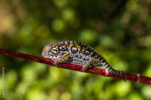 Presumably the jeweled chameleon or the Madagascar forest chameleon (Furcifer campani) in Madagascar