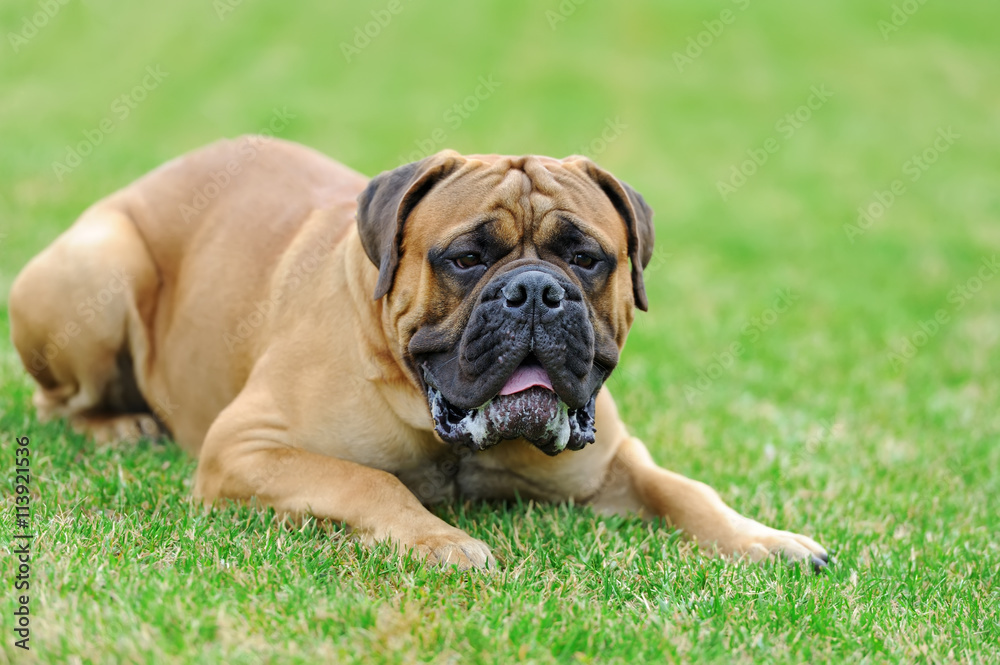 English Mastiff dog