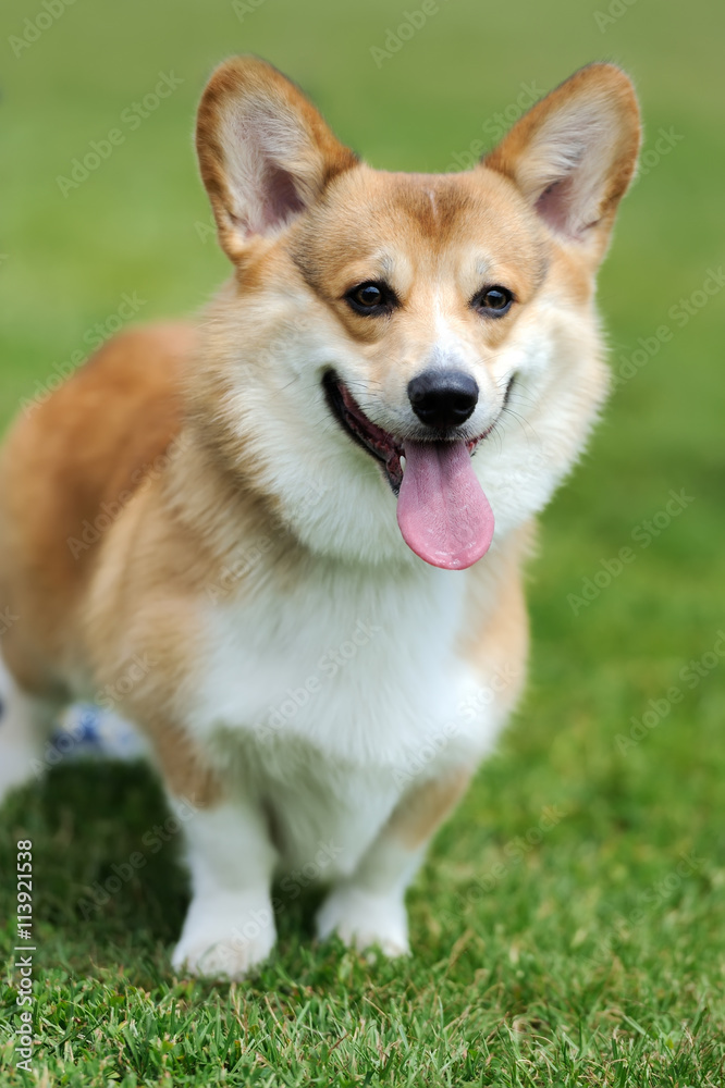 Welsh Corgi dog Welsh Corgi dog