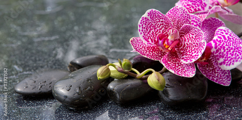 Fototapeta Naklejka Na Ścianę i Meble -  Pink orchid isolated on black background.