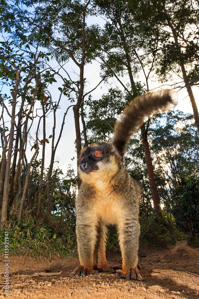 Obraz premium The red-fronted lemur (Eulemur rufifrons), also known as the red-fronted brown lemur at the Vakona Forest Reserve, Andasibe Mantadia National Park, in Madagascar