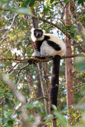 Fototapeta Naklejka Na Ścianę i Meble -  The black-and-white ruffed lemur (Varecia variegata), in the Andasibe Mantadia National Park, Madagascar