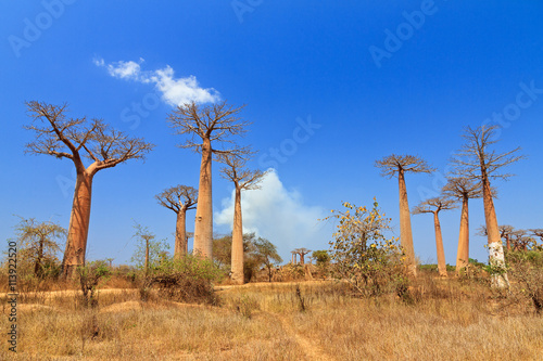 Beautiful Baobab trees in the landscape of Madagascar