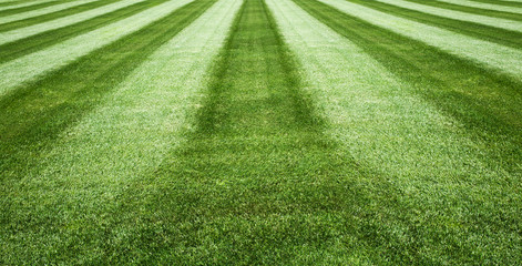 green grass field