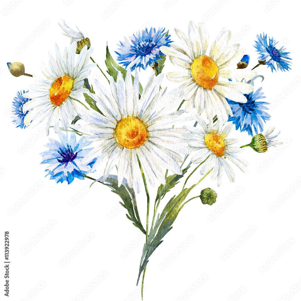 Fototapeta premium Watercolor wild flowers composition